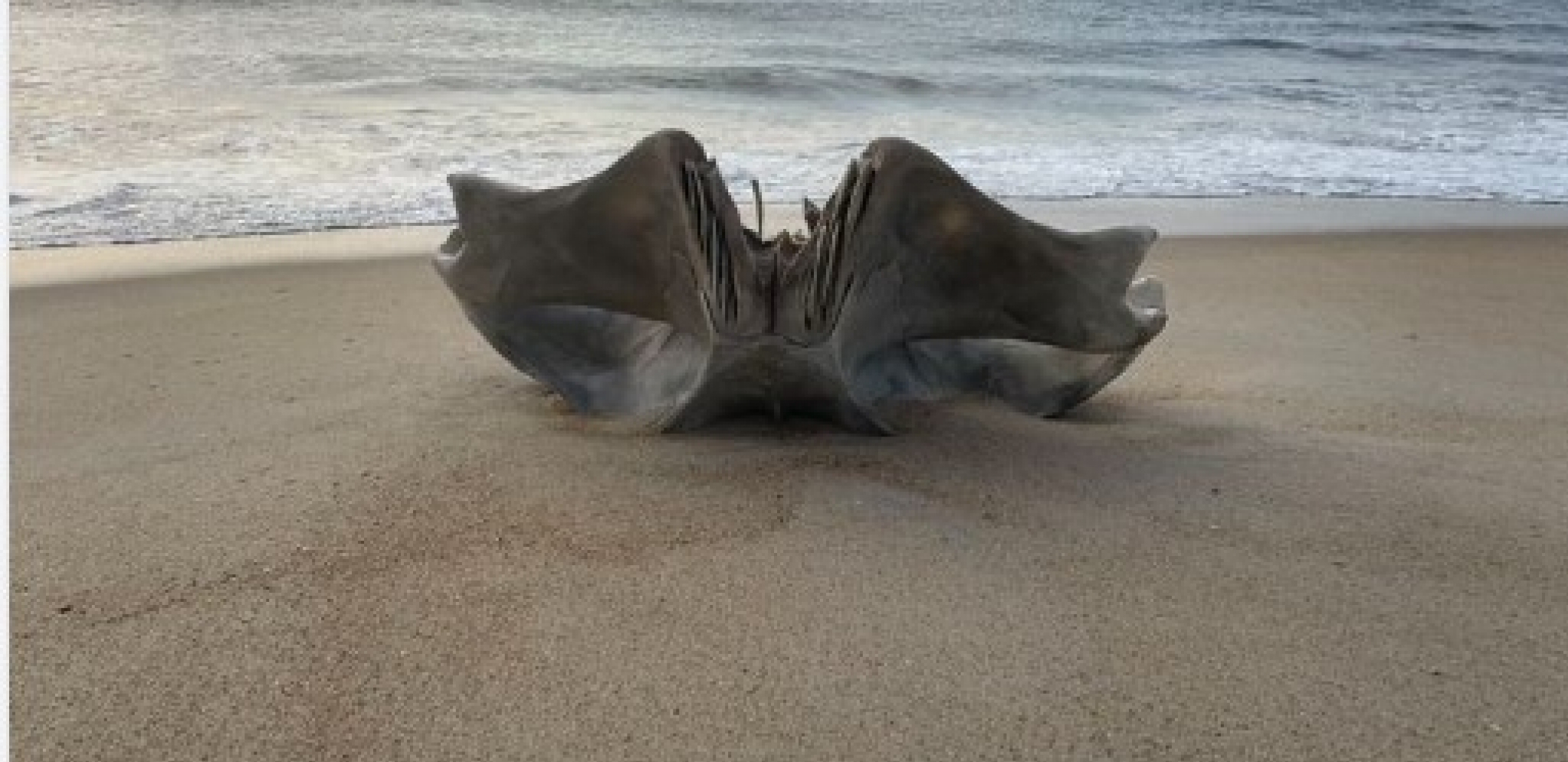 PRONAĐENA DŽINOVSKA LOBANJA NAZUBLJENIH IVICA Veruje se da pripada ovoj divljoj životinji, građani upozoreni da je ne diraju!