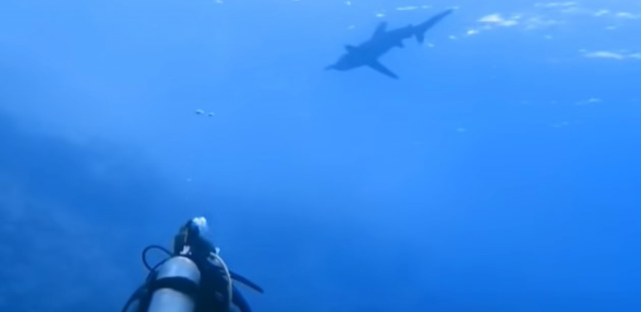 ZASTRAŠUJUĆI SNIMAK NAPADA AJKULE Ronilac pokušao da joj se suprotstavi, usledio horor! (UZNEMIRUJUĆI VIDEO)