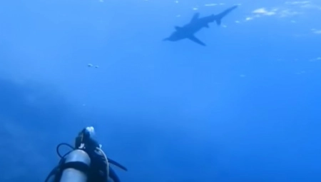 ZASTRAŠUJUĆI SNIMAK NAPADA AJKULE Ronilac pokušao da joj se suprotstavi, usledio horor! (UZNEMIRUJUĆI VIDEO)