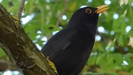 MRTVE PTICE PADAJU SA NEBA, LJUDI U PANICI! ''Sakupljamo kilograme beživotnih lasta''