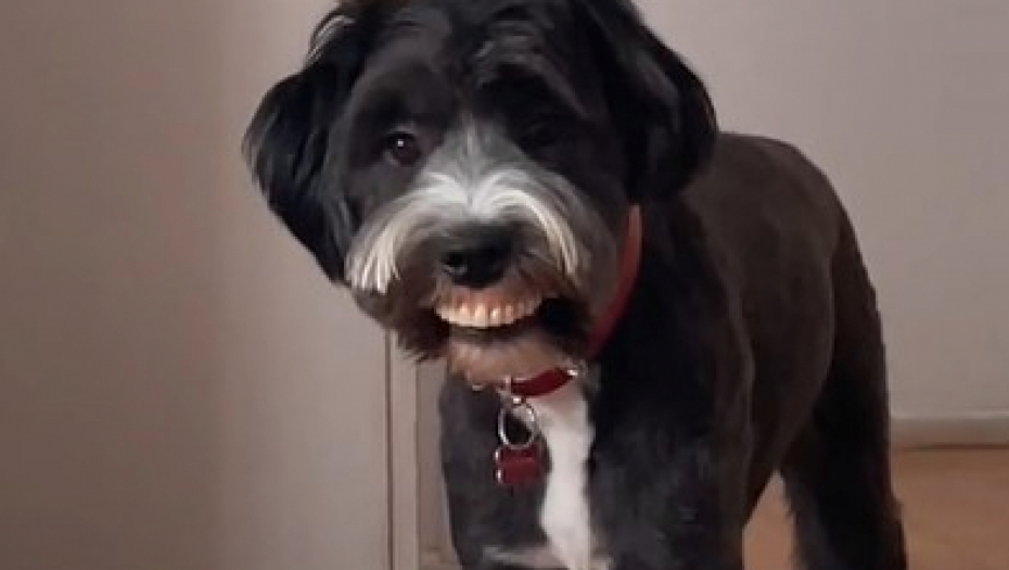 POBESNELI KER ISKOČIO IZ PRTLJAŽNIKA PA ZVERSKI ISKIDAO DETE! Horor u Istri - istraga u toku!