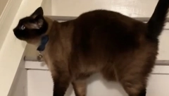 "PRAVI JE DETEKTIV" Mačak je stalno gledao u isto mesto na zidu, vlasnici se zapanjili kada su otkrili razlog