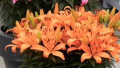 LJILJAN U SAKSIJI Simbol je ljubavi i nežnosti, uz malo truda uživaćete u njegovim božanstvenim cvetovima