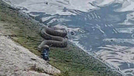 PANČEVCA UMALO ČUKA NIJE STREFILA! Otišao na pecanje, pa se susreo sa tamiškom ANAKONDOM! (FOTO)