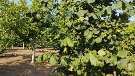 SRBI JE BIRAJU SVE VIŠE, A SVE RADE MAŠINE: Biljka donosi 13.500 evra po hektaru, a prinose daje 40 godina