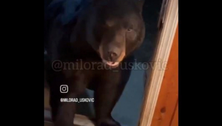 TAKMIČAR 'NAJSLABIJE KARIKE' POSTAO HIT GODINE Pogledajte šta je rekao o zimskom skloništu medveda, zagrcnućete se od smeha (VIDEO)