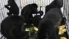 MRTVI MAJMUNI PADAJU SA DRVEĆA Nastradalo najmanje 138, nekoliko spaseno, veterinari se bore za njihov život (FOTO)
