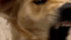 OVAKO IZGLEDA ZLATNI RETRIVER KAD POBESNI Urnebesna reakcija na paradajz koji ne podnosi (VIDEO)