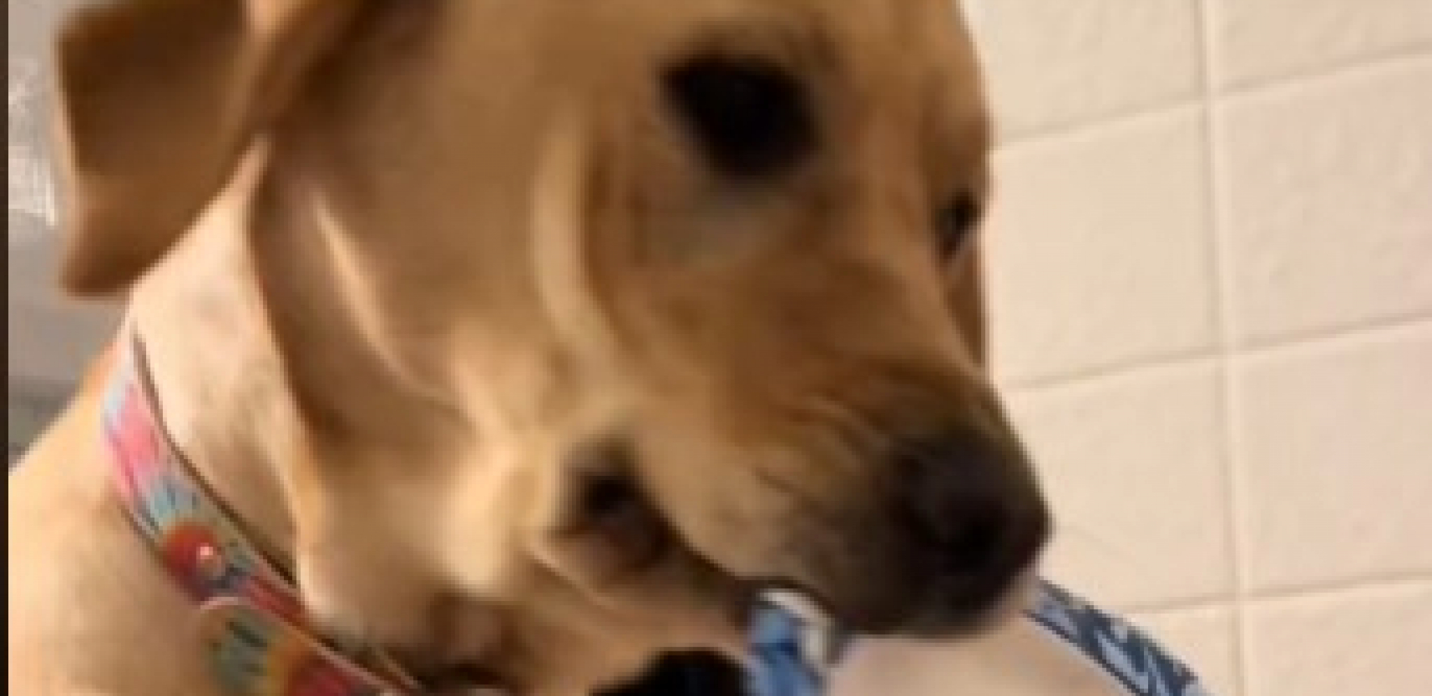 JEL MOGUĆE DA PAS OVO RADI? Labradorka Lusi ne ostavlja vlasnicu samu ni dok se kupa, urnebesni snimak će vam ulepšati dan!