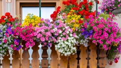 PRONAŠLI SMO CVEĆE KOJE NAJBOLJE USPEVA NA SUNČANIM TERASAMA Cveta i na plus 40, ekstremne temperature mu ne mogu ništa