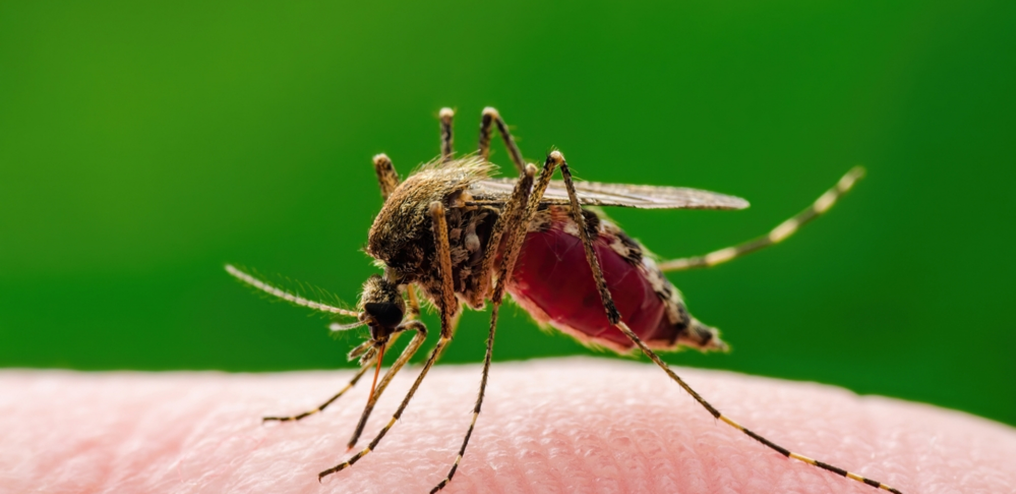 OGLASIO SE INSTITUT ZA JAVNO ZDRAVLJE VOJVODINE 15 osoba zaraženo virusom Zapadnog Nila