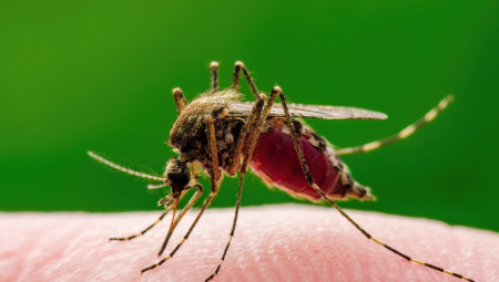 OPASNI TIGRASTI KOMARCI STEŽU OBRUČ OKO SRBIJE!? Izazivaju infekciju čiji ishod može biti fatalan!