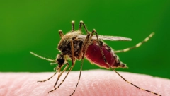 SPREJ KOJI REŠAVA KOMARCE Dodajte samo nekoliko kapi ovog sastojka i više vas neće bockati, provereno deluje