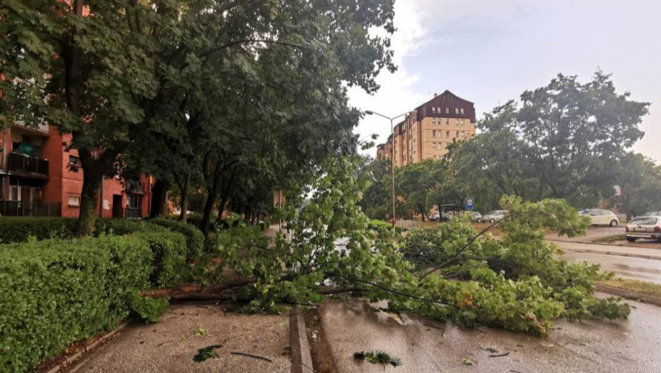 TRAGEDIJA ZA DLAKU IZBEGNUTA! Nevreme oborilo ogromno stablo na ulicu u centru grada!