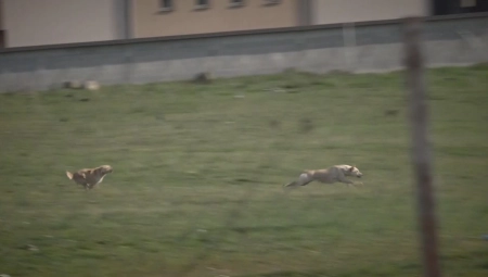 PSI LUTALICE I DALJE SEJU STRAH NOVIM PAZAROM! Dva dečaka jedva spasla živu glavu kad su ih napali!
