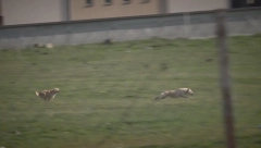 PSI LUTALICE I DALJE SEJU STRAH NOVIM PAZAROM! Dva dečaka jedva spasla živu glavu kad su ih napali!