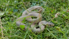 ZORICU PRESTRAVILA DŽINOVSKA ZMIJA! Duga je dva metra, evo GDE se krila!