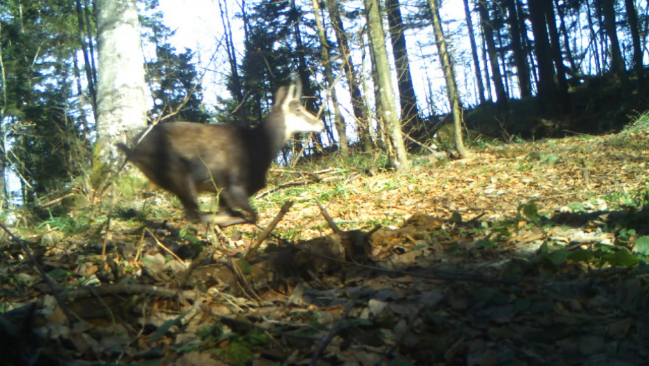 ZBOG OVE RETKE ŽIVOTINJE NA TARU DOLAZE ČAK IZ JUŽNE AMERIKE Ako je ubijete, moraćete da platite 210.000 dinara