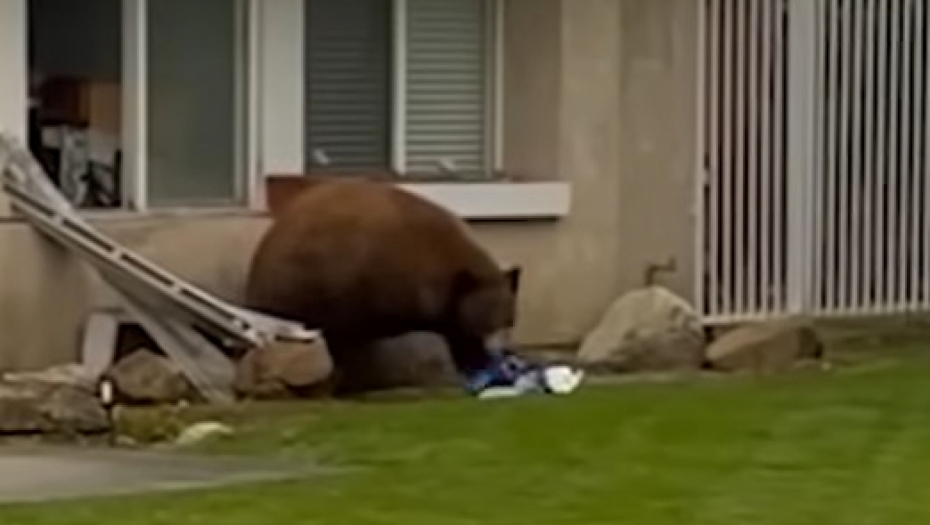 MEDVED PROVALIO LJUDIMA U KUĆU Ukrao je samo jednu stvar (VIDEO)