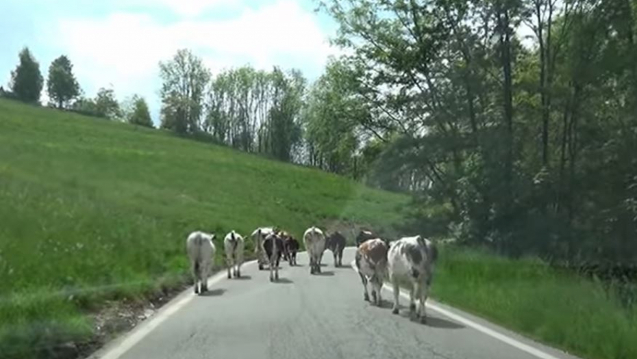 MALA BARA, PUNA KROKODILA! Udarila majka na sina, malo selo je najveći politički ring na svetu!