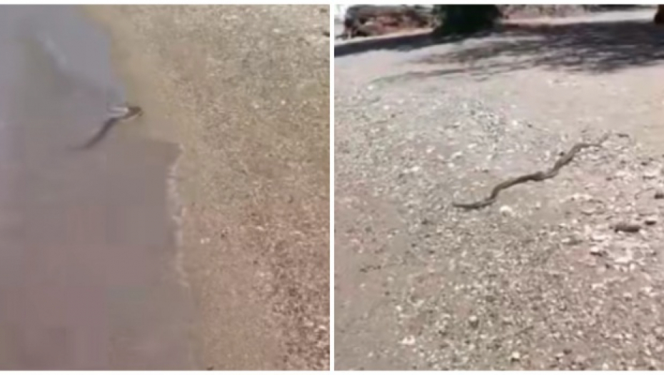 SRBI SNIMILI OGROMNU ZMIJURINU U GRČKOJ Izašla je iz vode, čuju se vrisci! (VIDEO)
