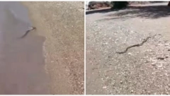 SRBI SNIMILI OGROMNU ZMIJURINU U GRČKOJ Izašla je iz vode, čuju se vrisci! (VIDEO)