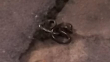 ZMIJE SE RAZMILELE PO BEOGRADU Još jedna je snimljena na ovoj lokaciji! DA SE NAJEŽIŠ!