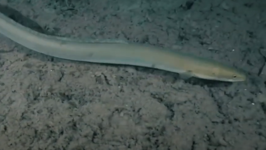 SLUŽBENICI PRESRELI POŠILJKU VREDNU 250.000 DOLARA! Bilo im je sumnjivo, pa se ŠOKIRALI kad su videli sa čim imaju posla!