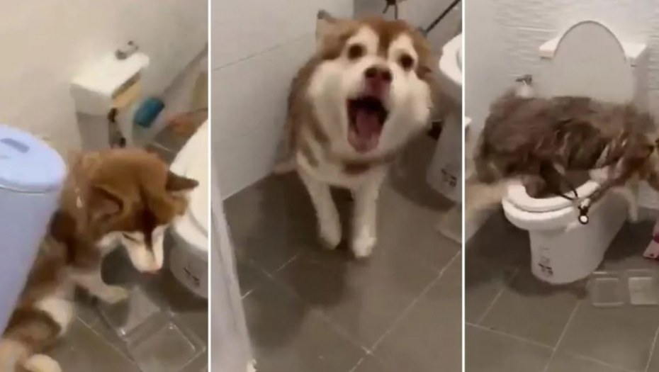 SNIMAK ZVERSKOG MUČENJA PSA OBIŠAO INTERNET: Trudnu ženku polio ključalom vodom jer je "ukrala poslastice" (UZNEMIRUJUĆI VIDEO)