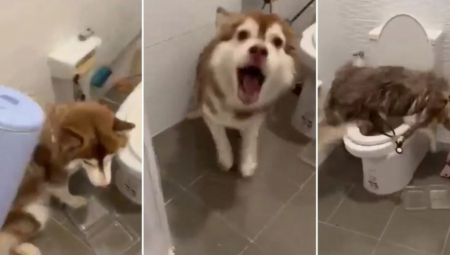 SNIMAK ZVERSKOG MUČENJA PSA OBIŠAO INTERNET: Trudnu ženku polio ključalom vodom jer je "ukrala poslastice" (UZNEMIRUJUĆI VIDEO)