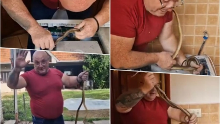 NE MOŽETE NI DA ZAMISLITE GDE SE SVE ZMIJA U KUĆI MOŽE ZAVUĆI! Vladica otkrio najbizarnije mesto: ONO je za njih utočište!