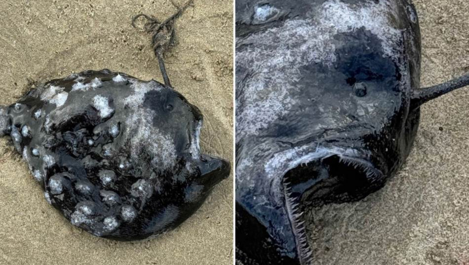 ŠTA JE OVO? IZ DUBINA OKEANA IZRONILO ČUDNO BIĆE! Izgleda zastrašujuće - "crni horor", pogledajte fotografije