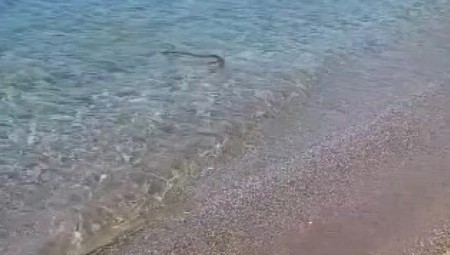 PANIKA MEĐU TURISTIMA NA POZNATOJ PLAŽI U GRČKOJ! Morska neman izašla da se prošeta  i nešto PREZALOGAJI!
