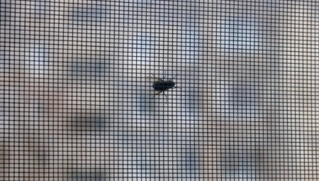 MREŽICA JE PROŠLOST Muve i komarci neće ulaziti kroz otvoren prozor zbog ove jedne stvari!