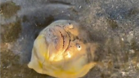 ŠETAO PLAŽOM, PA NAIŠAO NA UROKLJIVE OČI I OŠTRE ZUBE Snimak morskog stvorenja zgrozio internet!