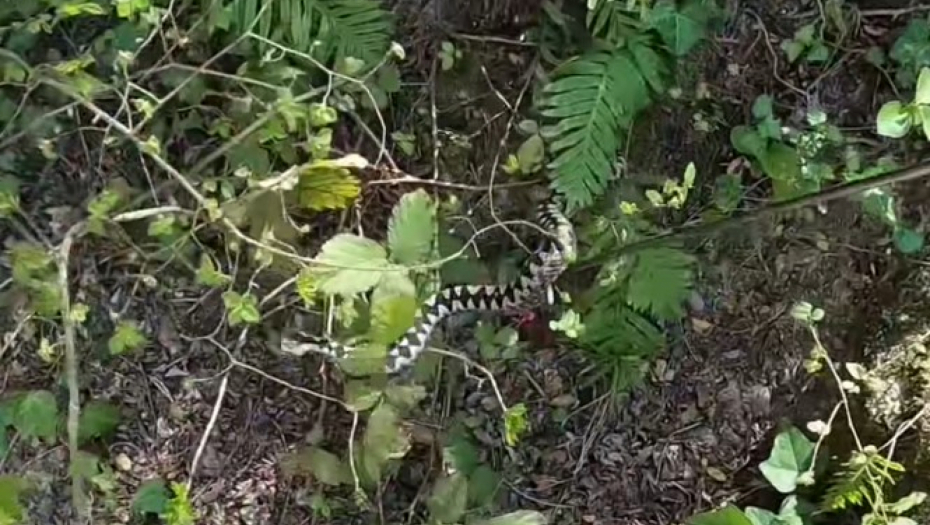 NAJEZDA ZMIJA U SRBIJI Evo kako da prepoznate otrovne od neotrovnih