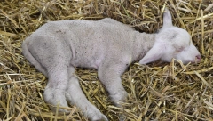 MUŠKARAC POJEO MESO JAGNJETA KOJE JE UGINULO Usledio je košmar kakav nije mogao ni da zamisli
