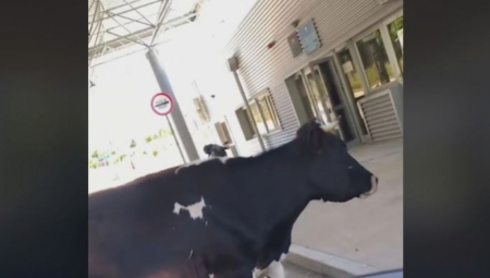 "AJDE RECI JOJ DA SE MAKNE!" Krava blokirala granični prelaz izmešu CG i Bosne! Scena za NEVERICU (VIDEO)