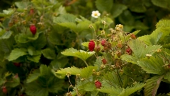 DIVLJE ZLATO USRED SRBIJE: Kilogram košta do 160 evra!