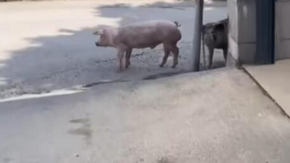 PUTEŠESTVIJE PEČENJA OD MALOG MOKROG LUGA DO KONJARNIKA! Dva prasića krenula negde, mada svi se boje da će ih neko nabiti NA RAŽANJ! (VIDEO)