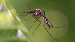 LOŠE VESTI ZA "KRVOPIJE" Ekipe "Čistoće" i sutra suzbijaju odrasle forme komaraca
