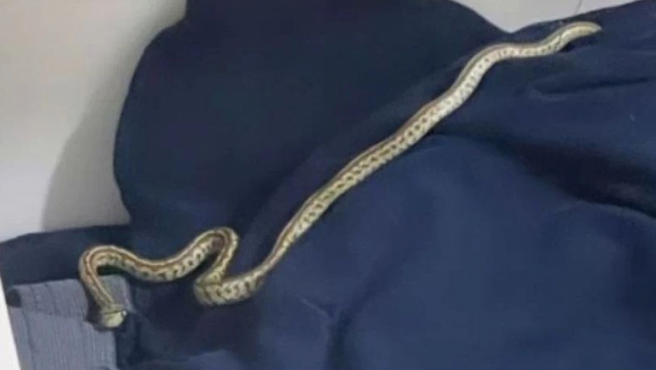 "U SELU POSTOJI VEROVANJE, AKO TE ZMIJA UGRIZE, MORATE DA JOJ VRATITE SA DVA UGRIZA": Poverovao je predacima i ubio zmiju koja ga je ujela, meštani slušaju njegovu priču