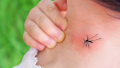 LETEĆE KRVOPIJE NAJVIŠE UJEDAJU LJUBITELJE PIVA! Komarci najviše vole ljude sa OVOM KRVNOM GRUPOM - da li ste među njima?!