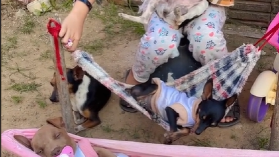 MALA SOFIJA BRINE O SVOJIM PSIMA KAO DA SU BEBE Kako ih samo ljulja, rastopićete se! (VIDEO)