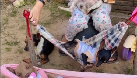 MALA SOFIJA BRINE O SVOJIM PSIMA KAO DA SU BEBE Kako ih samo ljulja, rastopićete se! (VIDEO)