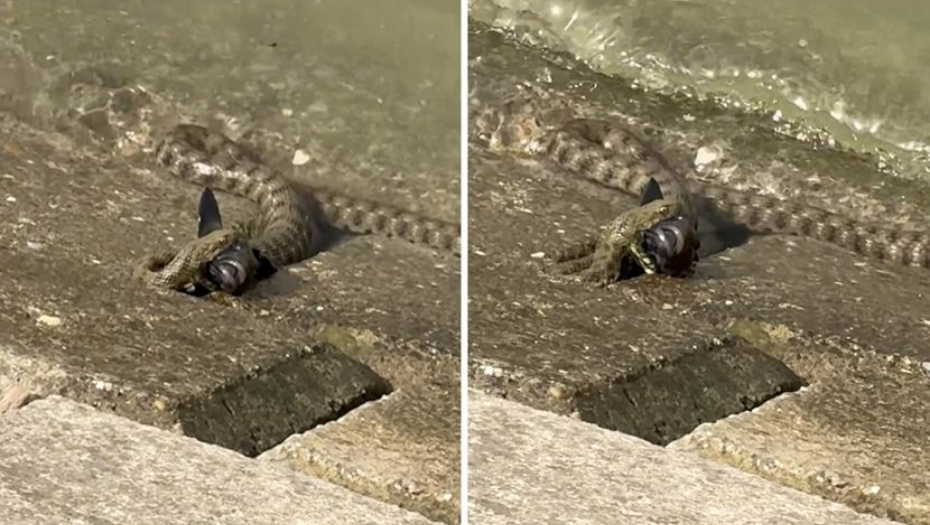 JEZIV SNIMAK IZ ZEMUNA! Zmija u plićaku davi čudnu ribu, sad je otkriveno i koju (VIDEO)
