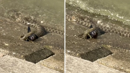 JEZIV SNIMAK IZ ZEMUNA! Zmija u plićaku davi čudnu ribu, sad je otkriveno i koju (VIDEO)
