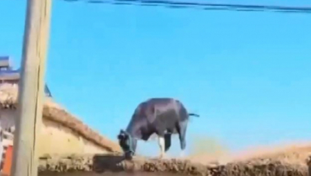 KLANICA U TURSKOJ 16.000 ljudi povređeno, životinje bežale na krovove kuća! (VIDEO)