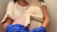 PRIČA O OVOM PSU ĆE VAS DIRNUTI Napuštena ženka samo što se nije okotila, snimak tera suze na oči (VIDEO)