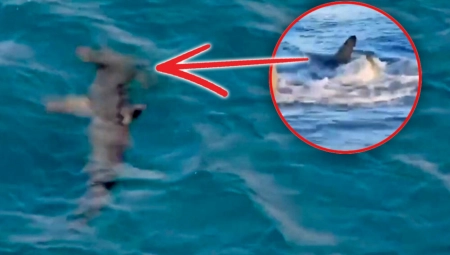 HITNO ZATVARANJE PLAŽA U ŠPANIJI ZBOG AJKULE: Turisti u panici!